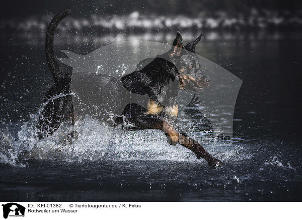 Rottweiler am Wasser / Rottweiler on the water / KFI-01382