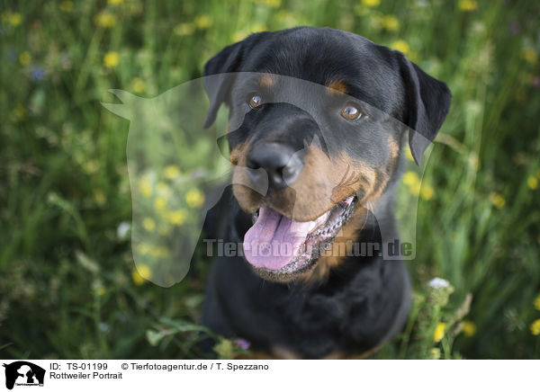 Rottweiler Portrait / Rottweiler Portrait / TS-01199