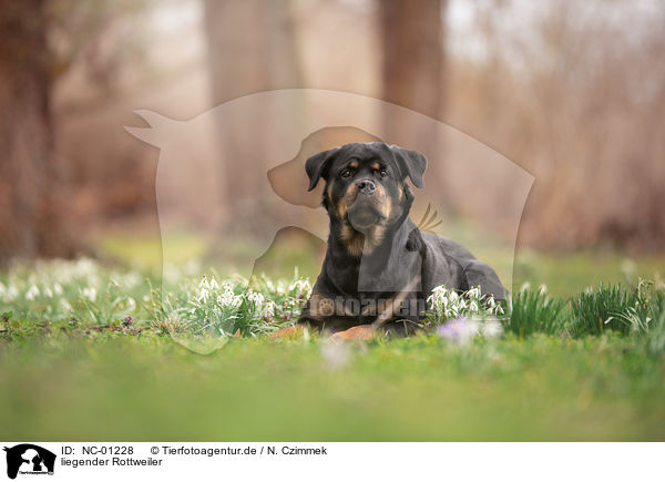 liegender Rottweiler / lying Rottweiler / NC-01228