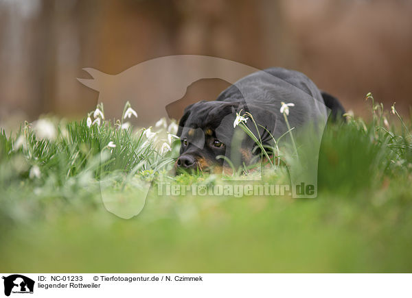 liegender Rottweiler / lying Rottweiler / NC-01233