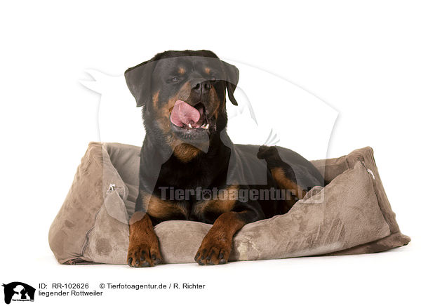 liegender Rottweiler / lying Rottweiler / RR-102626