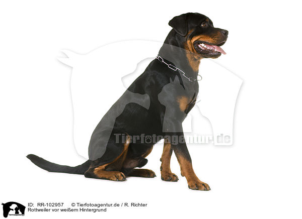 Rottweiler vor wei�em Hintergrund / Rottweiler in front of white background / RR-102957