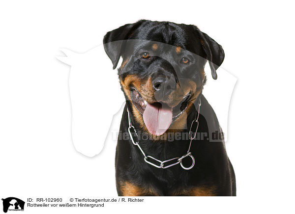 Rottweiler vor weiem Hintergrund / Rottweiler in front of white background / RR-102960