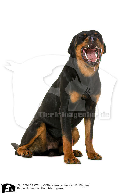 Rottweiler vor weiem Hintergrund / Rottweiler in front of white background / RR-102977