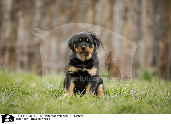sitzender Rottweiler Welpe / sitting Rottweiler Puppy / RR-103690