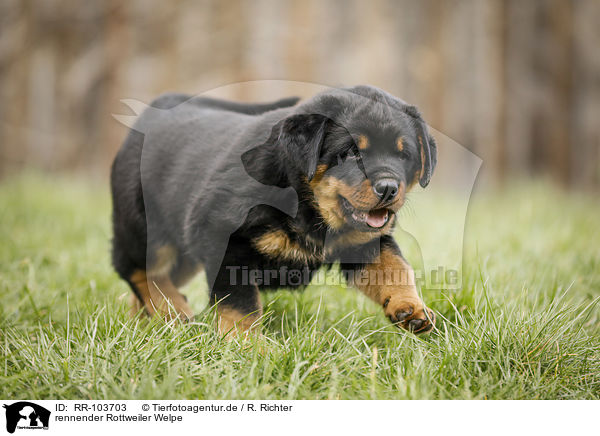 rennender Rottweiler Welpe / running Rottweiler Puppy / RR-103703