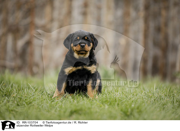 sitzender Rottweiler Welpe / sitting Rottweiler Puppy / RR-103704