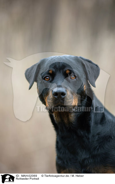 Rottweiler Portrait / MAH-02069