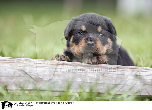 Rottweiler Welpe / Rottweiler Puppy / JEG-01297