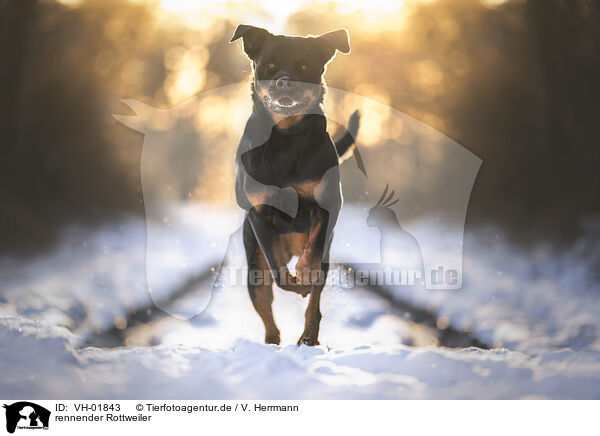 rennender Rottweiler / running Rottweiler / VH-01843
