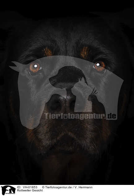 Rottweiler Gesicht / Rottweiler face / VH-01853