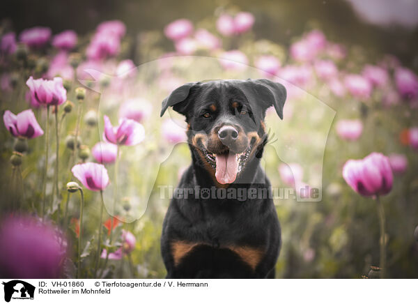 Rottweiler im Mohnfeld / Rottweiler in poppy field / VH-01860