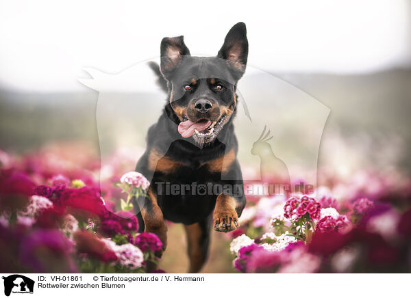 Rottweiler zwischen Blumen / Rottweiler between flowers / VH-01861