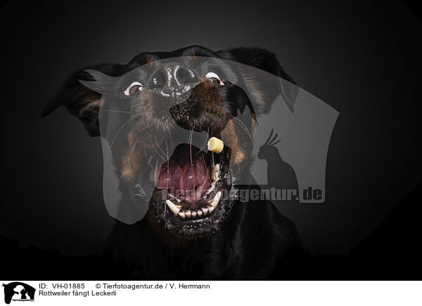 Rottweiler fngt Leckerli / VH-01885