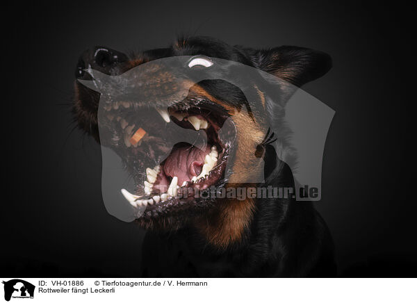 Rottweiler fngt Leckerli / VH-01886