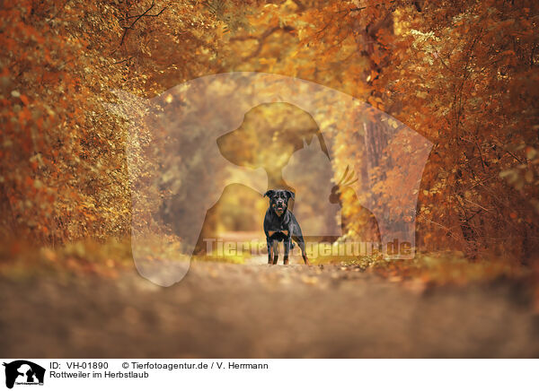 Rottweiler im Herbstlaub / Rottweiler between autumn leaves / VH-01890