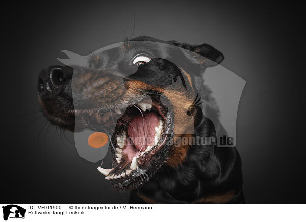 Rottweiler fngt Leckerli / VH-01900