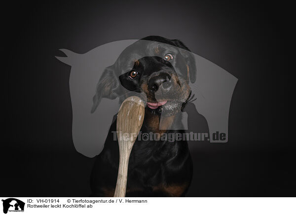 Rottweiler leckt Kochlffel ab / VH-01914