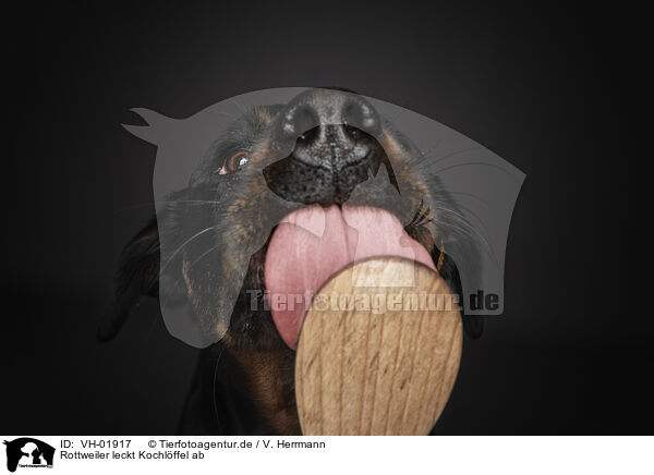 Rottweiler leckt Kochlffel ab / VH-01917