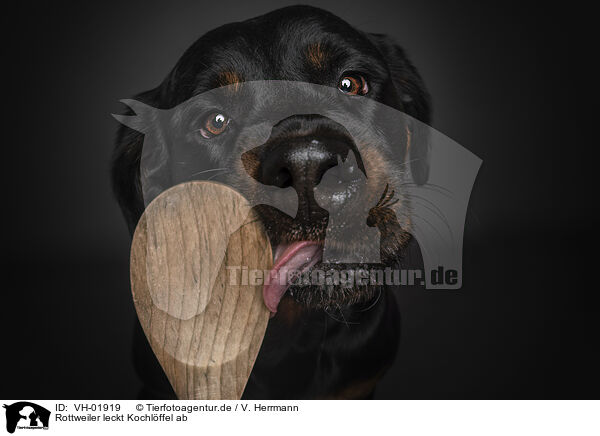 Rottweiler leckt Kochlffel ab / Rottweiler licks cooking spoon / VH-01919