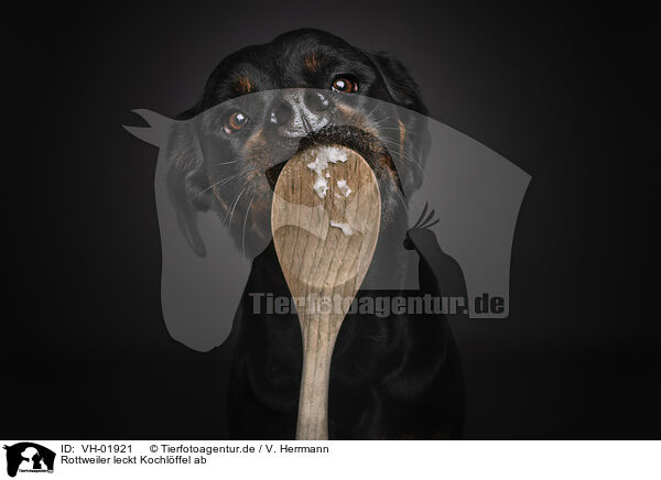 Rottweiler leckt Kochlffel ab / VH-01921