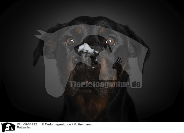 Rottweiler / VH-01922