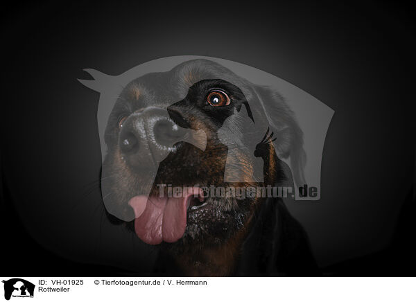 Rottweiler / Rottweiler / VH-01925