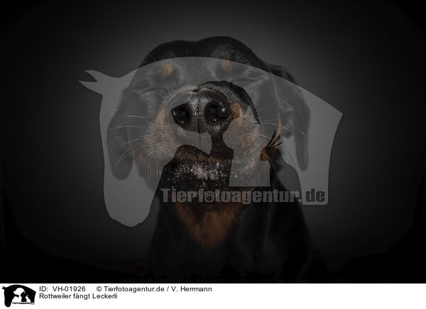 Rottweiler fngt Leckerli / VH-01926