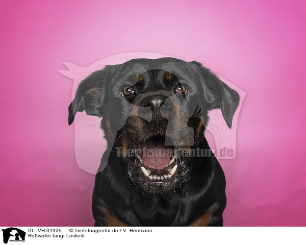 Rottweiler fngt Leckerli / VH-01929