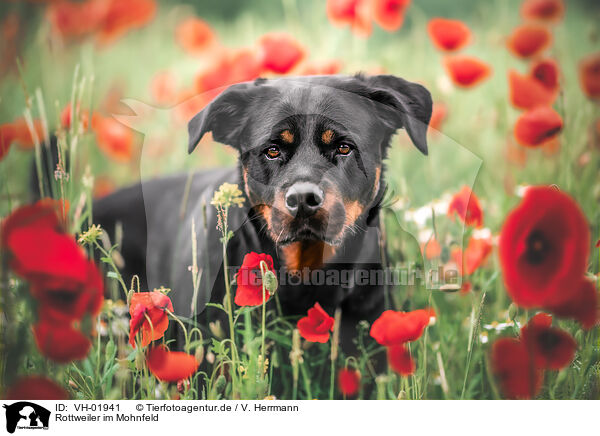 Rottweiler im Mohnfeld / Rottweiler in poppy field / VH-01941