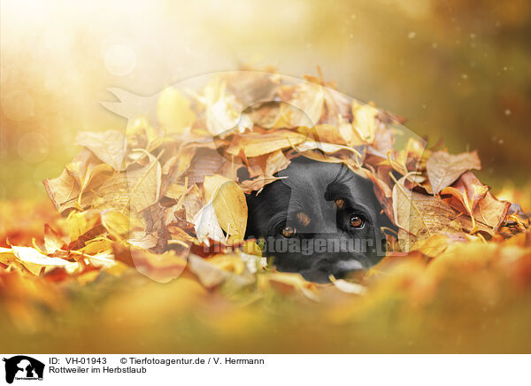 Rottweiler im Herbstlaub / VH-01943