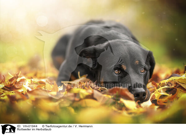 Rottweiler im Herbstlaub / Rottweiler between autumn leaves / VH-01944