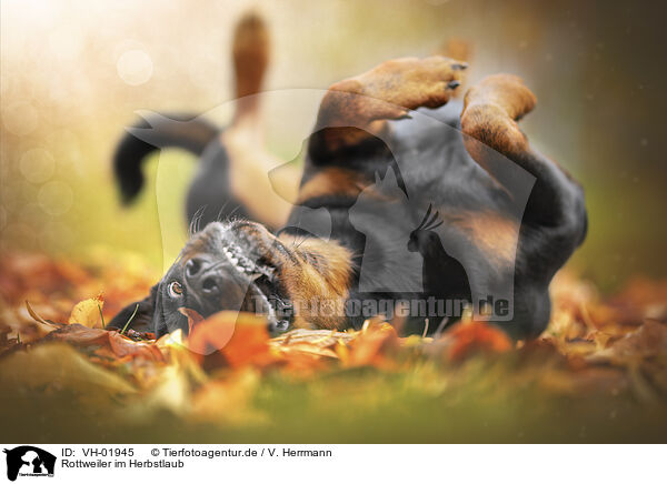 Rottweiler im Herbstlaub / Rottweiler between autumn leaves / VH-01945