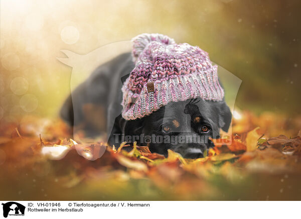 Rottweiler im Herbstlaub / Rottweiler between autumn leaves / VH-01946