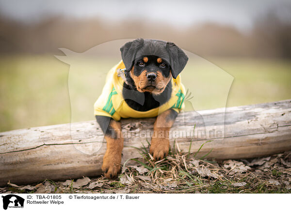 Rottweiler Welpe / TBA-01805