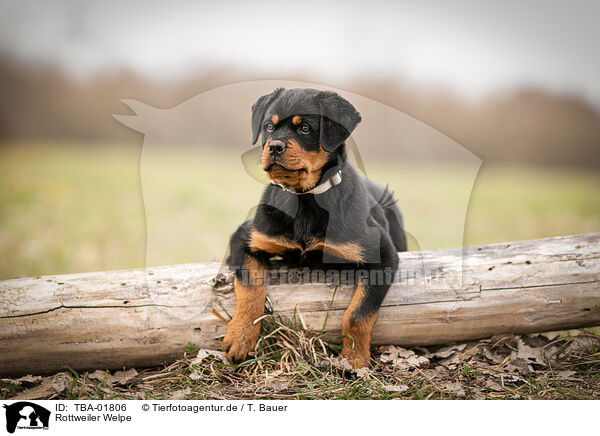 Rottweiler Welpe / TBA-01806