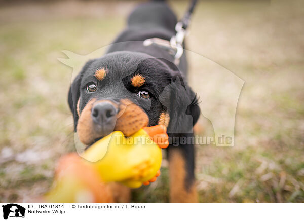 Rottweiler Welpe / Rottweiler Puppy / TBA-01814