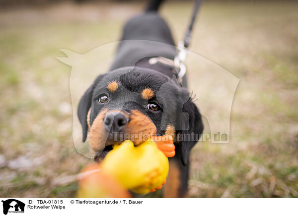Rottweiler Welpe / TBA-01815