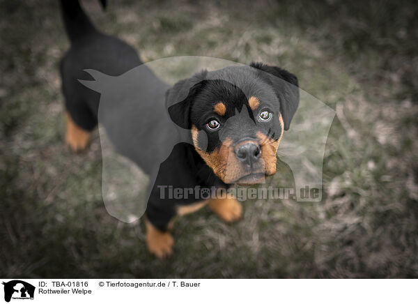 Rottweiler Welpe / TBA-01816