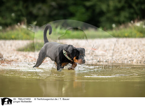 junger Rottweiler / TBA-01859