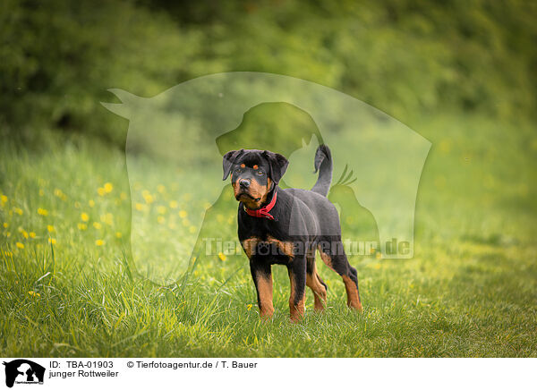 junger Rottweiler / TBA-01903