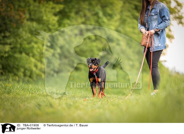 junger Rottweiler / young Rottweiler / TBA-01908