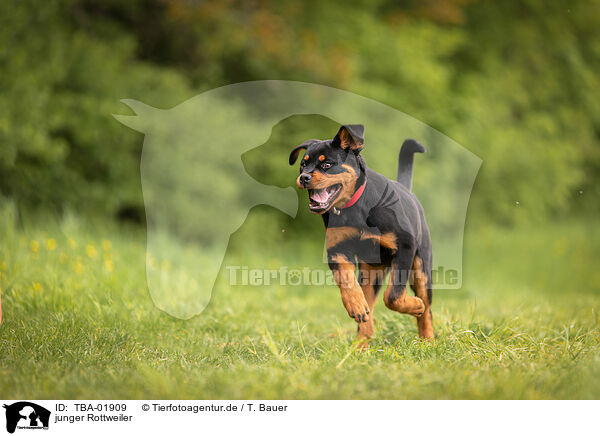 junger Rottweiler / TBA-01909
