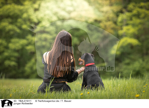 junger Rottweiler / TBA-01911