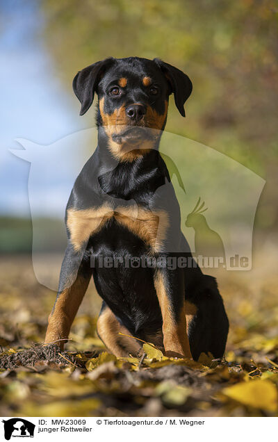 junger Rottweiler / MW-23069