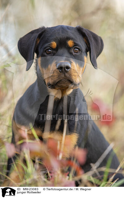 junger Rottweiler / MW-23083