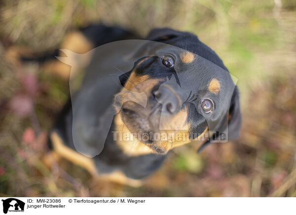 junger Rottweiler / MW-23086