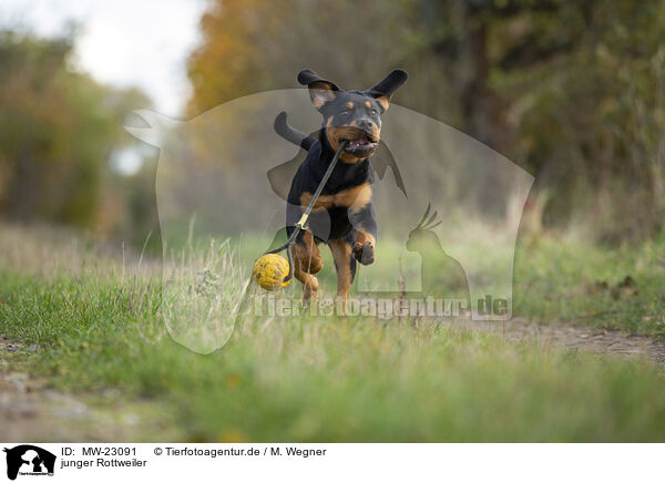 junger Rottweiler / young Rottweiler / MW-23091
