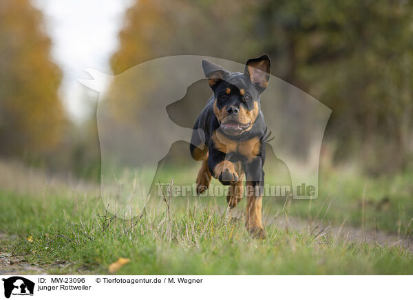 junger Rottweiler / MW-23096