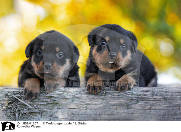 Rottweiler Welpen / Rottweiler puppies / JEG-01667